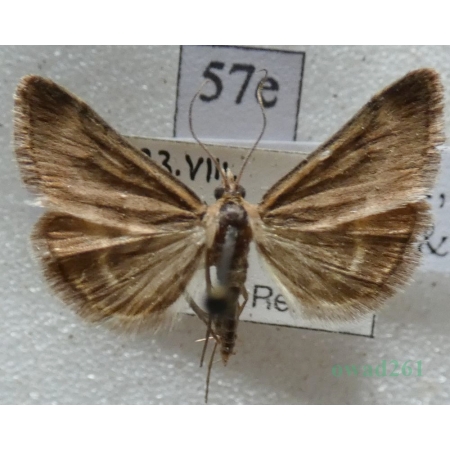 Pyrausta despicata (Scopoli, 1763) Płomienka łąkowa Czech57e